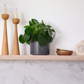 Chinese Money House Plant in Capri Pot