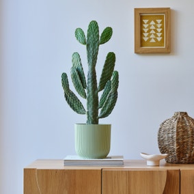 Cowboy Cactus House Plant in Elho Pot