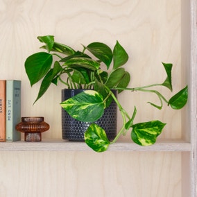 Devil’s Ivy House Plant in Capri Pot