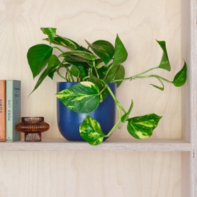 Devil's Ivy House Plant in Earthenware Pot