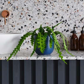 Fishbone Cactus House Plant in Earthenware Pot