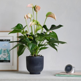 Peach Anthurium Potted House Plant and Candle Bundle