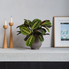 Prayer House Plant in Ribbed Pot