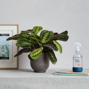 Prayer Potted House Plant and Plant Mister Bundle