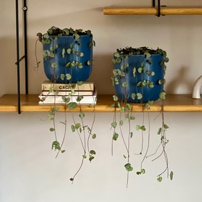 String of Hearts Potted House Plant Bundle