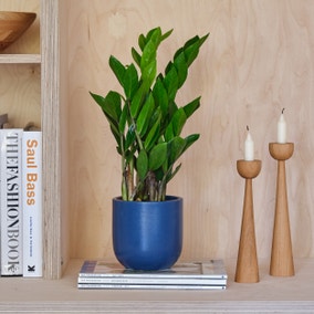 ZZ House Plant in Earthenware Pot