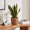 Seagrass Plant Pot